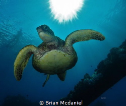 Green Sea Turtle. by Brian Mcdaniel 